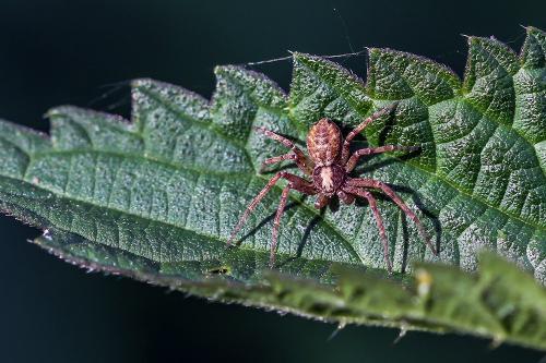 Philodromus sp.